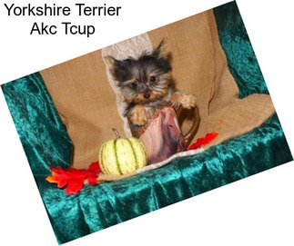 Yorkshire Terrier Akc Tcup