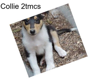 Collie 2tmcs