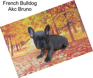French Bulldog Akc Bruno