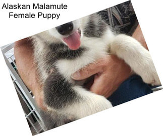 Alaskan Malamute Female Puppy