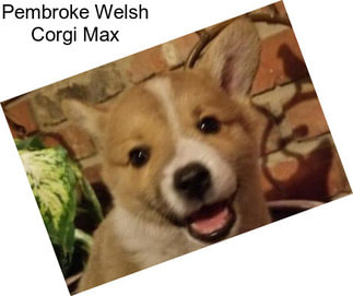 Pembroke Welsh Corgi Max