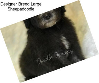 Designer Breed Large Sheepadoodle