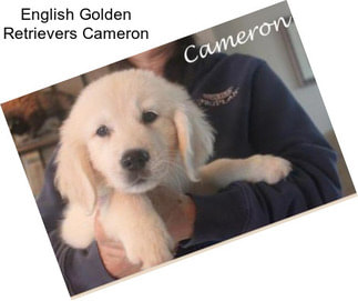 English Golden Retrievers Cameron