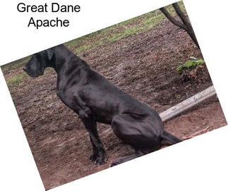 Great Dane Apache
