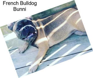 French Bulldog Bunni