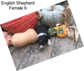 English Shepherd Female 6