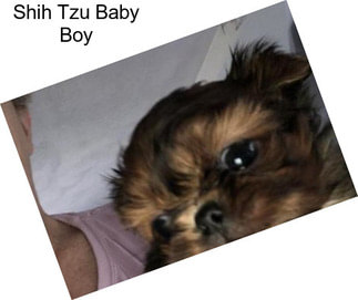 Shih Tzu Baby Boy