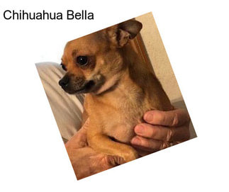 Chihuahua Bella