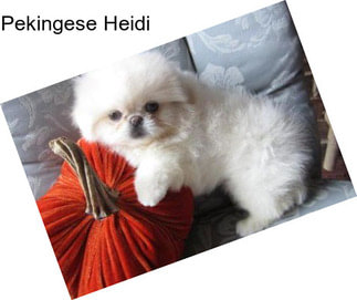 Pekingese Heidi