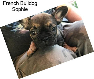 French Bulldog Sophie