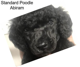 Standard Poodle Abiram