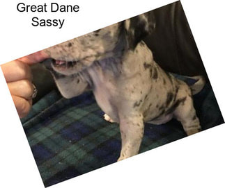 Great Dane Sassy