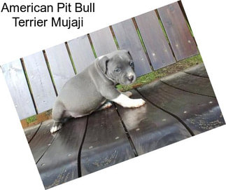 American Pit Bull Terrier Mujaji