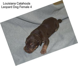 Louisiana Catahoula Leopard Dog Female 4