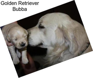 Golden Retriever Bubba
