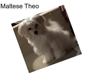 Maltese Theo