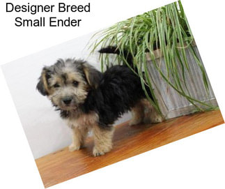 Designer Breed Small Ender