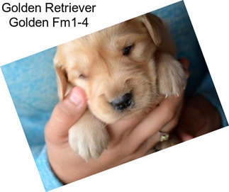 Golden Retriever Golden Fm1-4