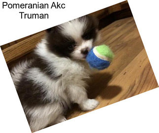 Pomeranian Akc Truman