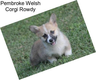 Pembroke Welsh Corgi Rowdy