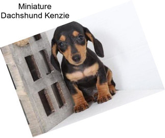 Miniature Dachshund Kenzie