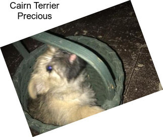 Cairn Terrier Precious