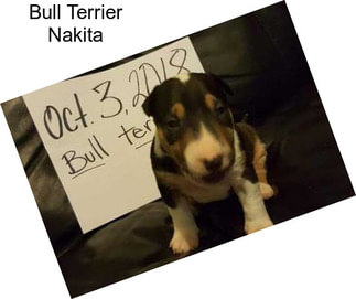 Bull Terrier Nakita