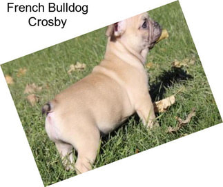 French Bulldog Crosby