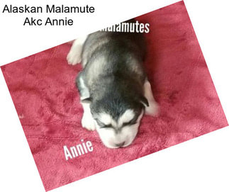 Alaskan Malamute Akc Annie