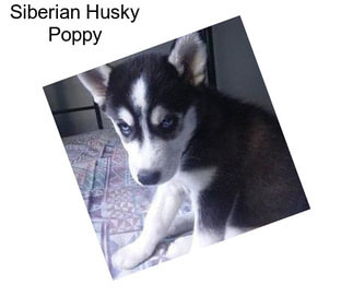 Siberian Husky Poppy