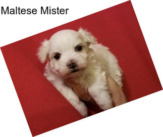 Maltese Mister