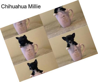 Chihuahua Millie
