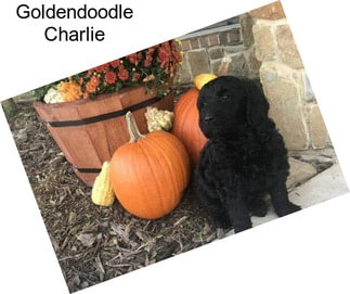 Goldendoodle Charlie