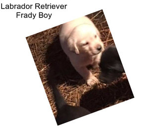 Labrador Retriever Frady Boy