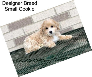 Designer Breed Small Cookie