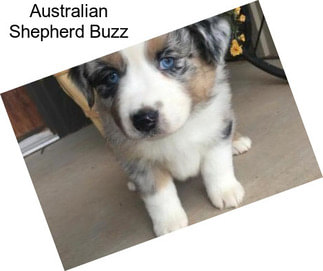 Australian Shepherd Buzz