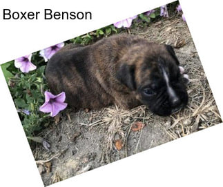 Boxer Benson