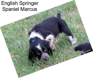 English Springer Spaniel Marcus