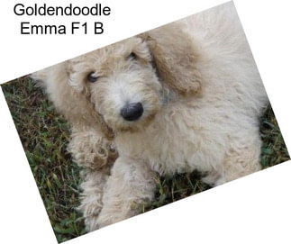 Goldendoodle Emma F1 B