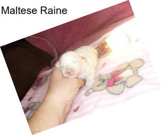 Maltese Raine