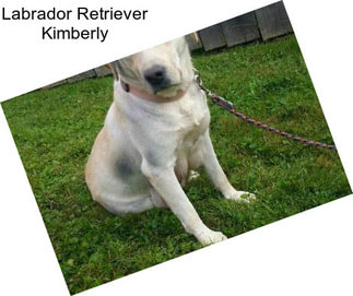 Labrador Retriever Kimberly