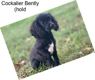 Cockalier Bently (hold