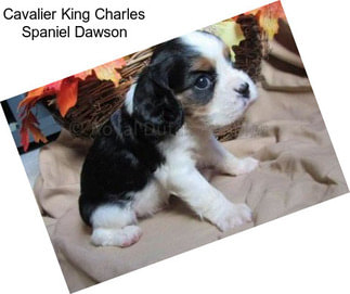 Cavalier King Charles Spaniel Dawson