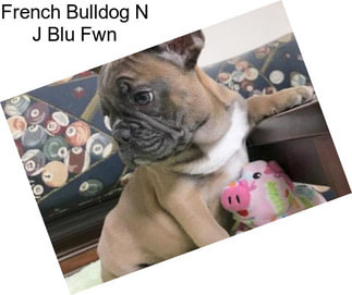 French Bulldog N J Blu Fwn