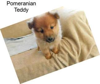 Pomeranian Teddy