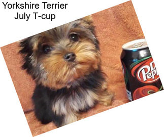 Yorkshire Terrier July T-cup