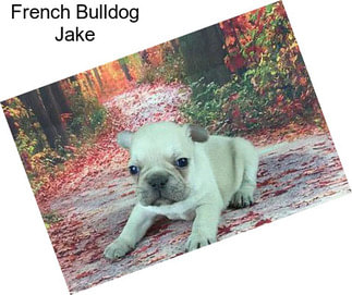 French Bulldog Jake