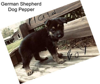 German Shepherd Dog Pepper