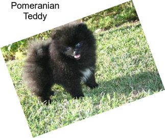 Pomeranian Teddy