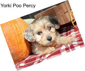 Yorki Poo Percy